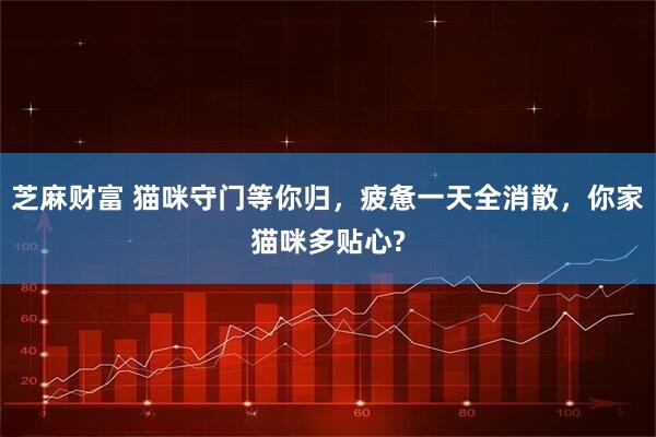 芝麻财富 猫咪守门等你归，疲惫一天全消散，你家猫咪多贴心?